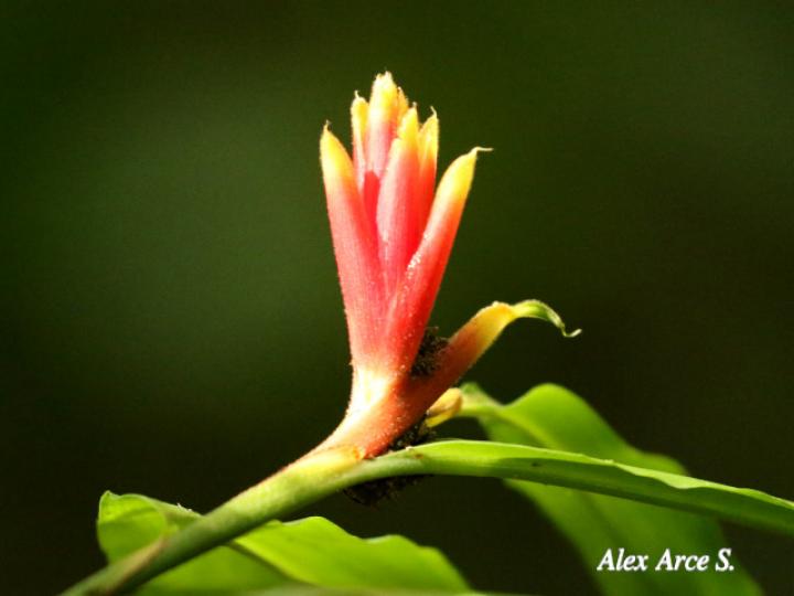 Renealmia cernua (Gengibre de montaña, canela)