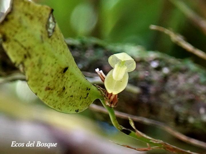 Restrepiopsis ujarensis