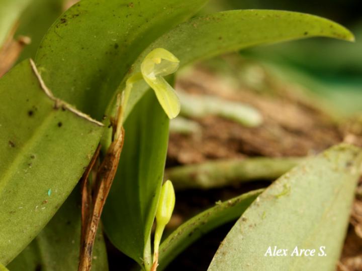 Restrepiopsis ujarensis