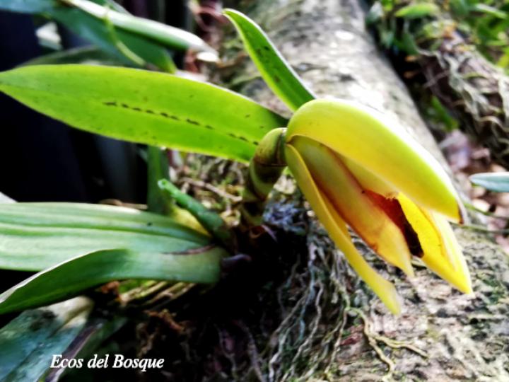 Rhetinantha aciantha