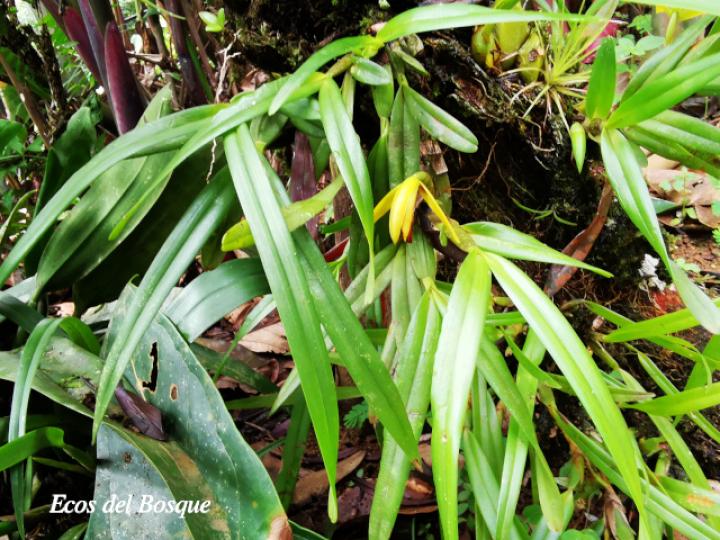 Rhetinantha aciantha