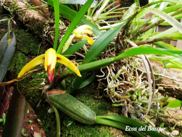 Rhetinantha aciantha