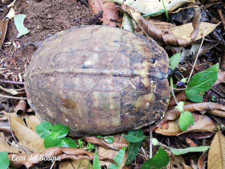 Rhinoclemmys annulata (Tortuga café terrestre)