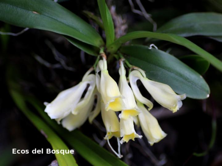 Rodriguezia compacta