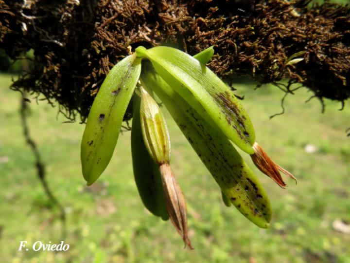 Rodriguezia compacta
