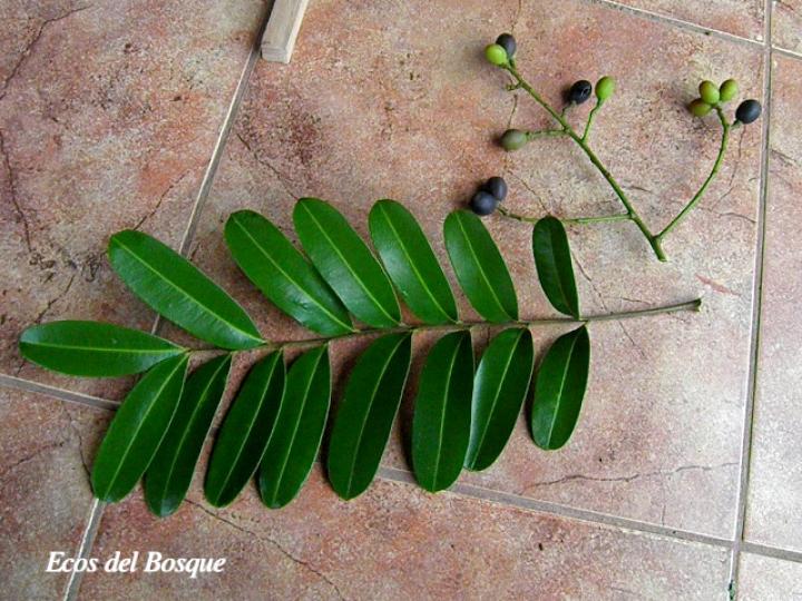 Simarouba amara (Aceituno)
