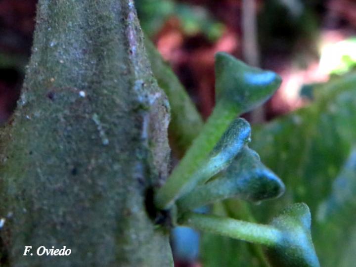 Siparuna pauciflora (Limoncillo, Pasmo)