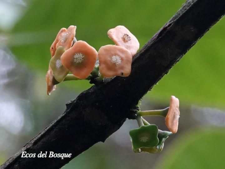 Siparuna pauciflora (Limoncillo, Pasmo)