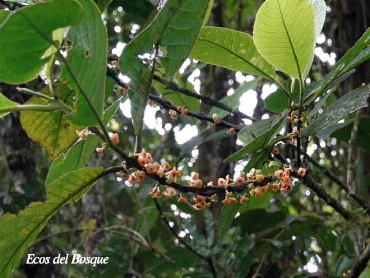 Siparuna pauciflora (Limoncillo, Pasmo)