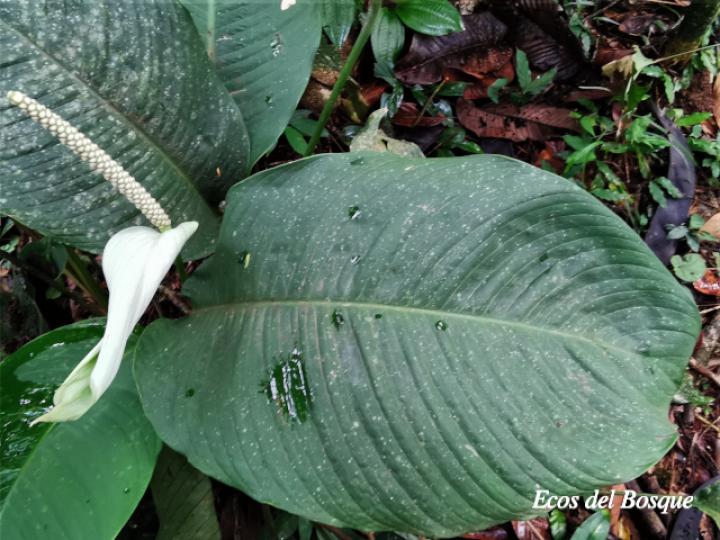 Spathiphyllum laeve