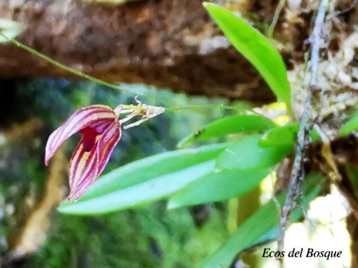 Specklinia simmleriana