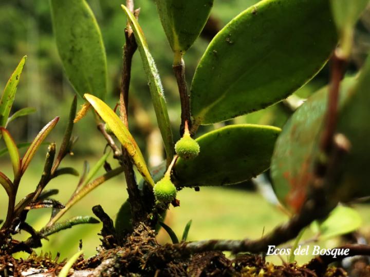 Sphyrospermum standleyi