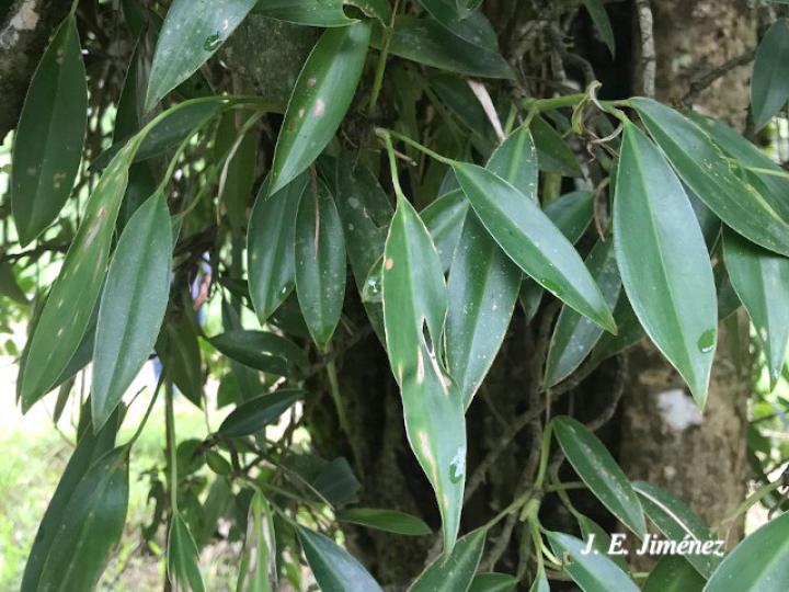 Stenospermation angustifolium