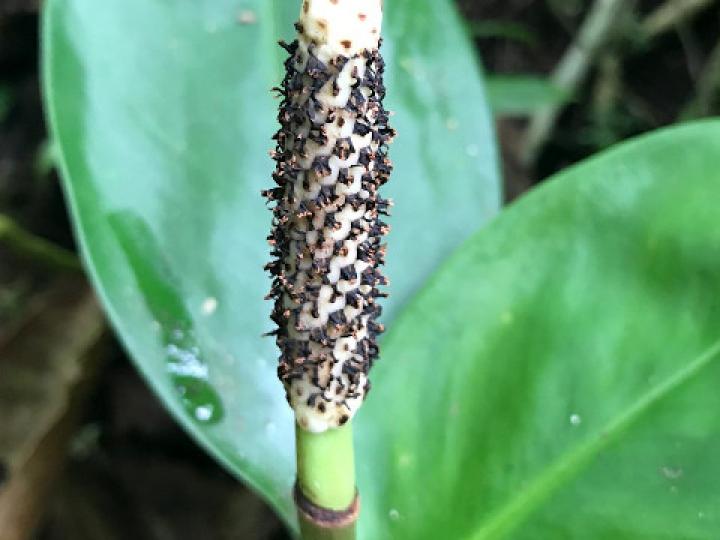 Stenospermatium marantifolium