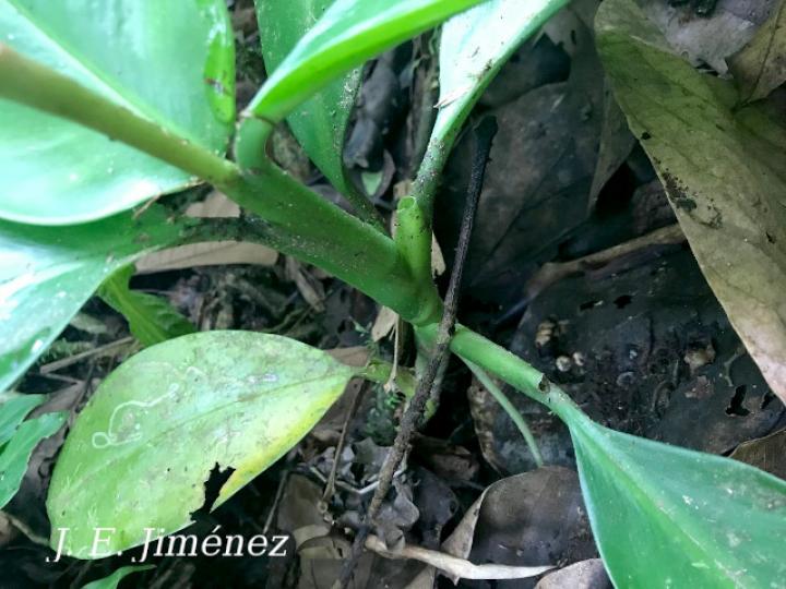 Stenospermatium marantifolium