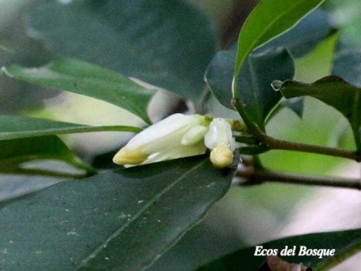 Tabernaemontana robinsonii (Guijarro)