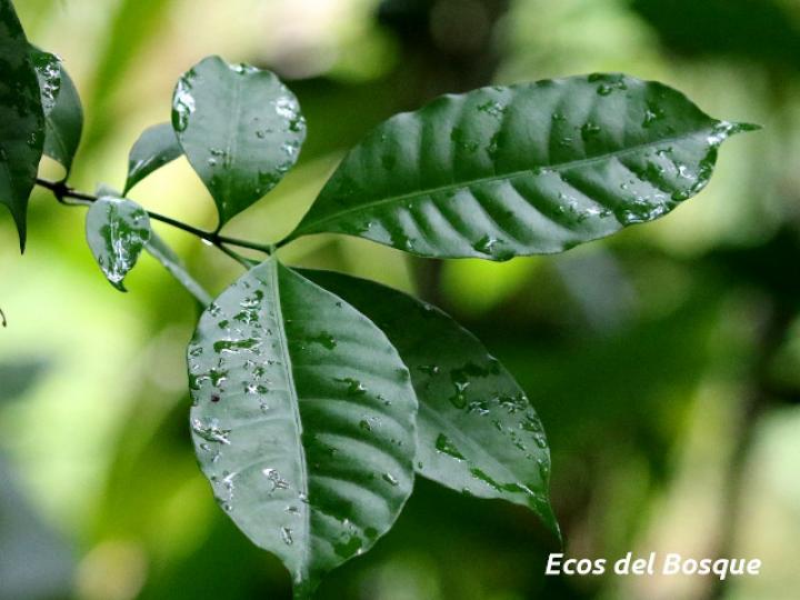 Tabernaemontana robinsonii (Guijarro)