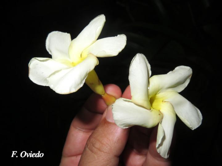 Tabernaemontana robinsonii (Guijarro)