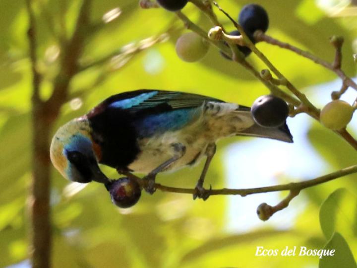 Tangara larvata comiendo fruto de Aceituno
