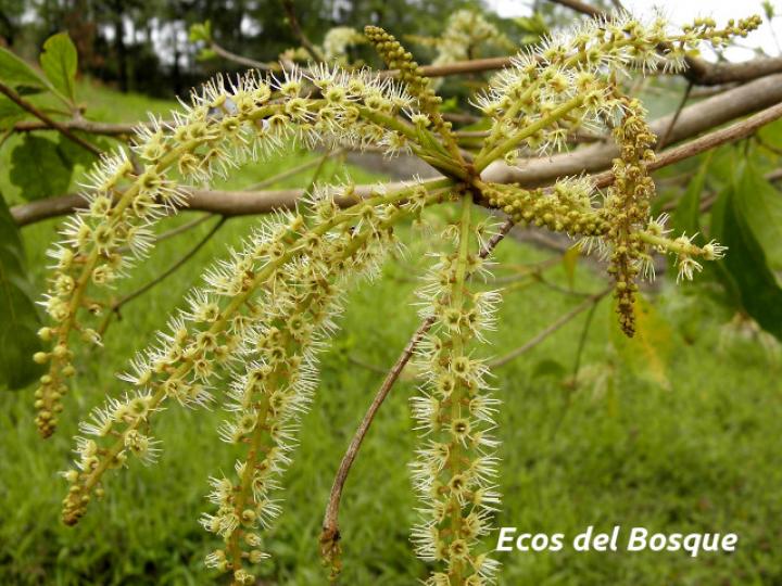 Terminalia amazonia (Roble coral o Amarillón)
