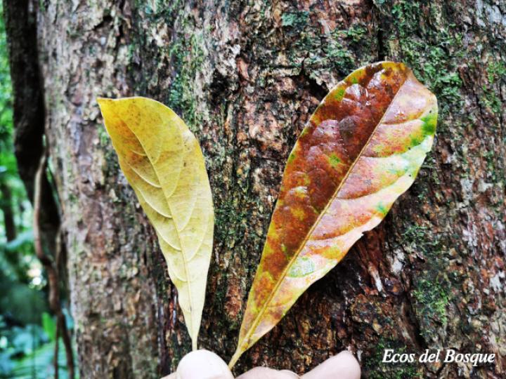 Terminalia amazonia (Roble coral o Amarillón)