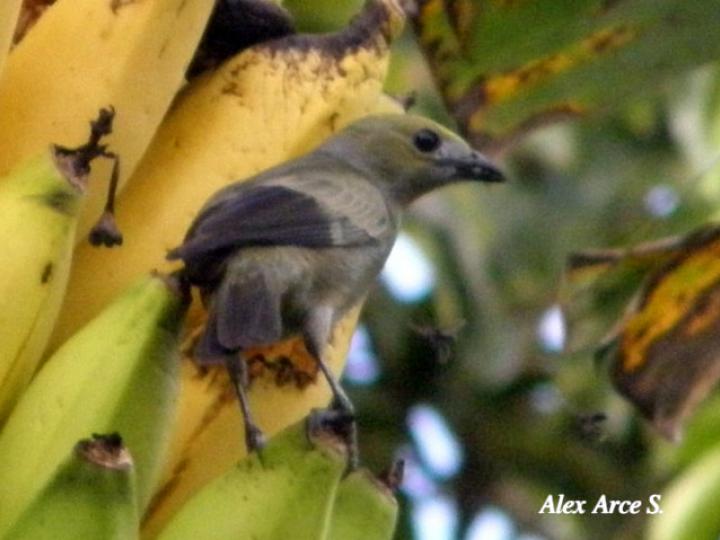 Thraupis palmarum (Tangara palmera)