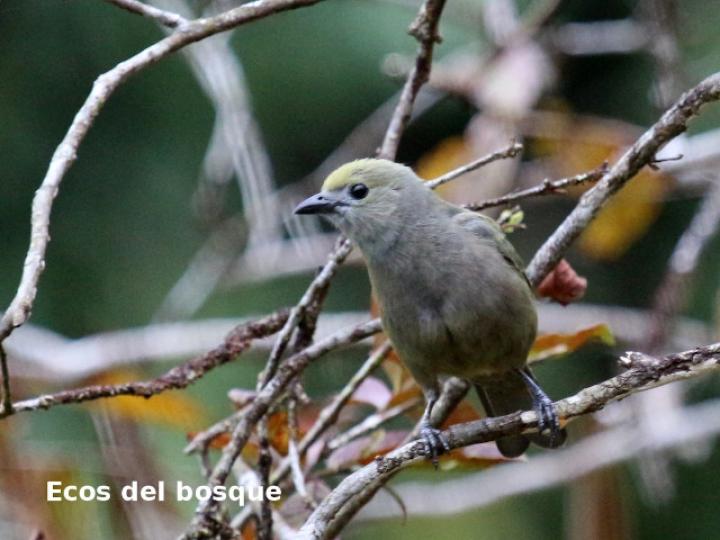 Thraupis palmarum (Tangara palmera)