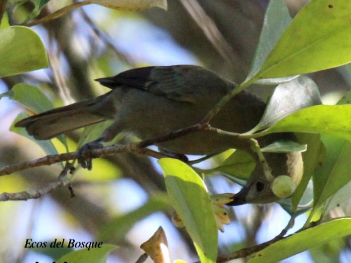Thraupis palmarum (Tangara palmera)