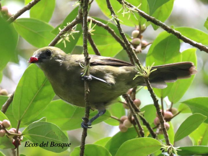 Thraupis palmarum (Tangara palmera) comiendo en Ficus colubrinae