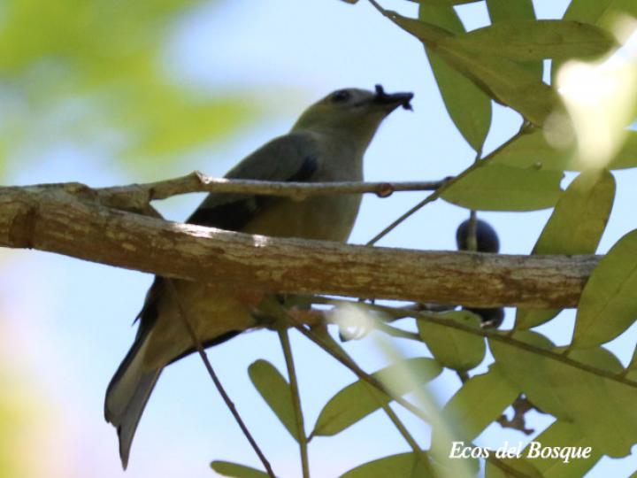 Thraupis palmarum (Tangara palmera) comiendo fruto de Aceituno