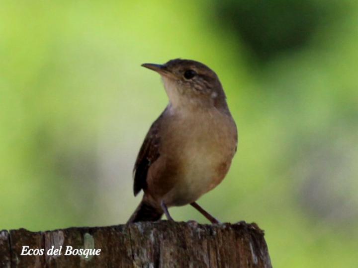 Troglodytes aedon (Soterrey cucarachero)