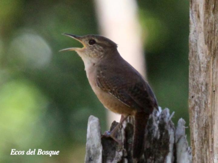 Troglodytes aedon (Soterrey cucarachero)