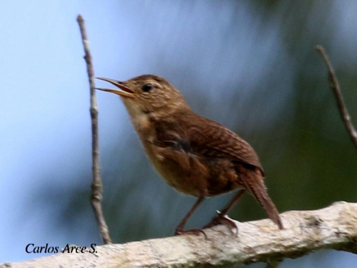 Troglodytes aedon (Soterrey cucarachero)