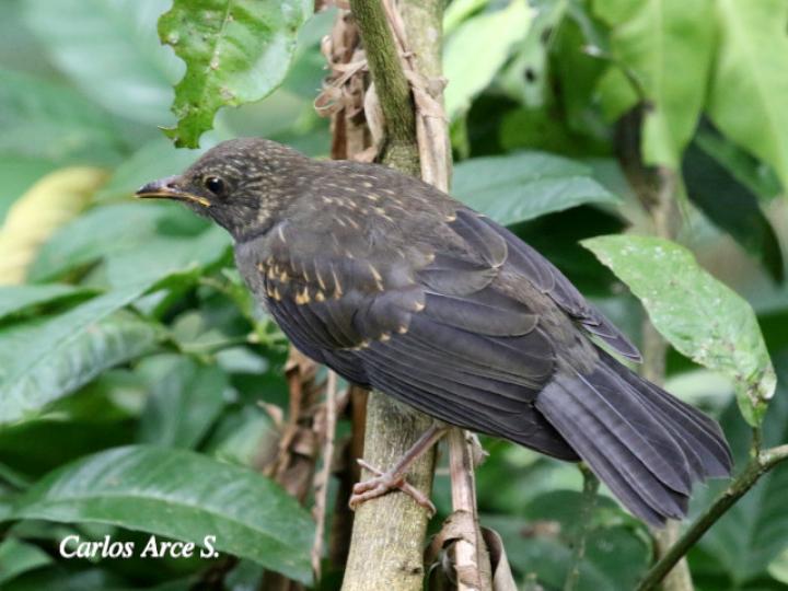 Turdus assimilis (Mirlo gorgiblanco)