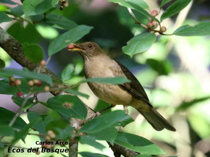 Turdus grayi (Yigüirro)
