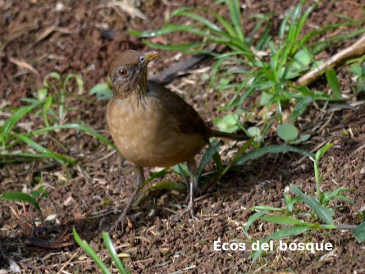 Turdus grayi (Yigüirro)