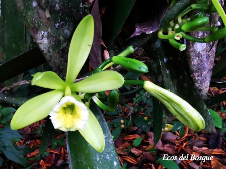 Vanilla planifolia