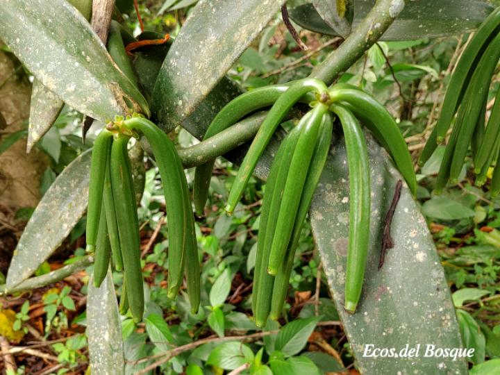 Vanilla planifolia