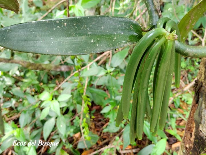 Vanilla planifolia
