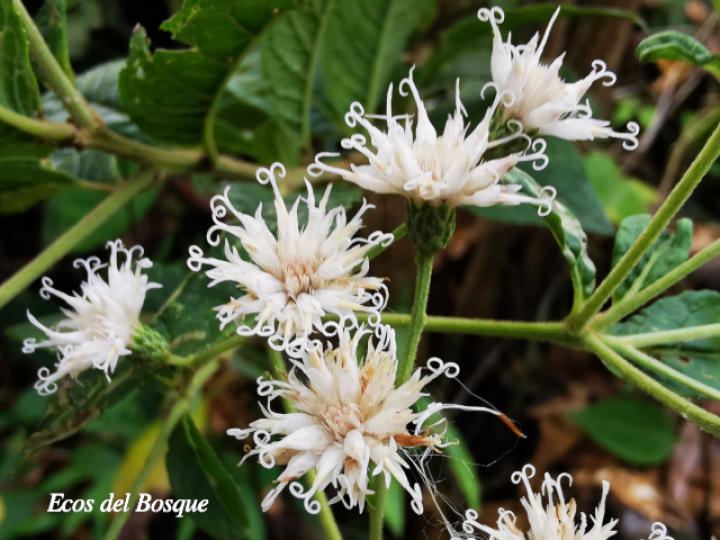 Vernonanthura patens (Tuete)