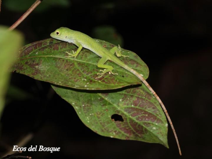 Anolis biporcatus (Abaniquillo verde) Anolis biporcatus (Abaniquillo verde)