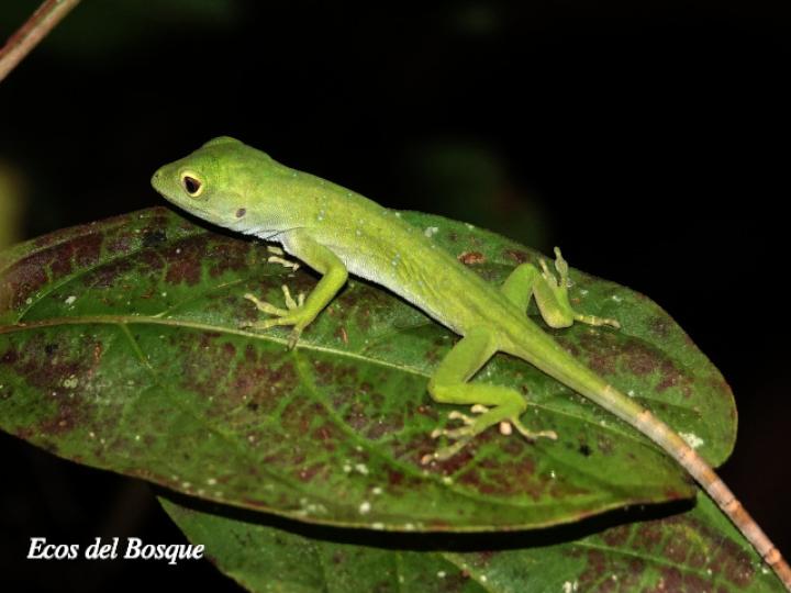 Anolis biporcatus (Abaniquillo verde) Anolis biporcatus (Abaniquillo verde)