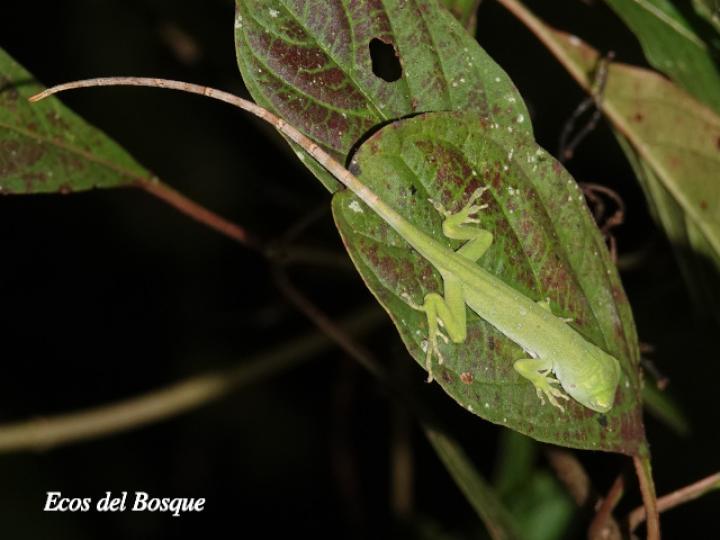 Anolis biporcatus (Abaniquillo verde) Anolis biporcatus (Abaniquillo verde)