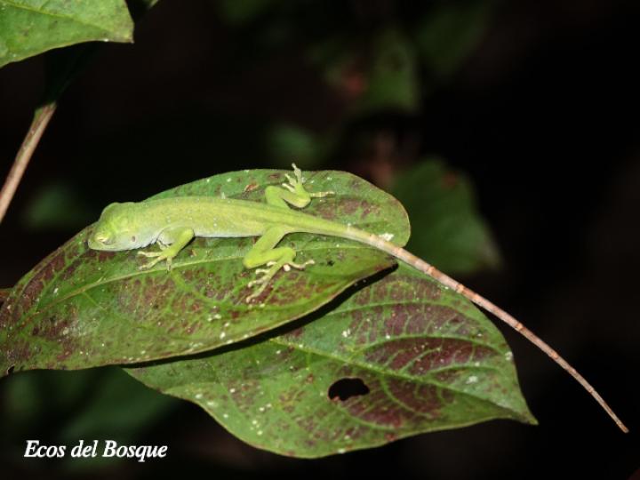 Anolis biporcatus (Abaniquillo verde) Anolis biporcatus (Abaniquillo verde)
