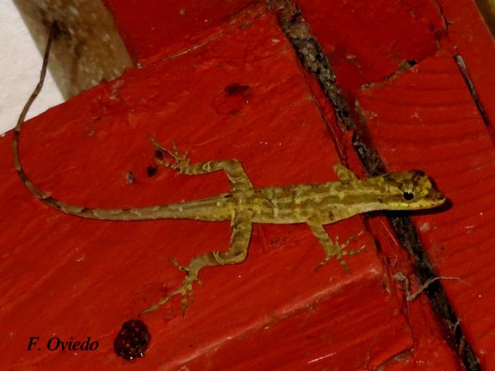 Anolis lemurinus (Anolis fantasma)