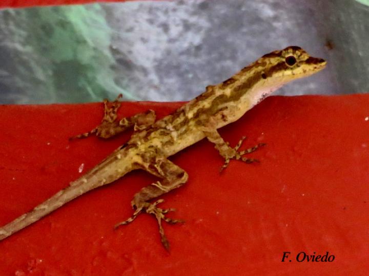 Anolis lemurinus (Anolis fantasma)