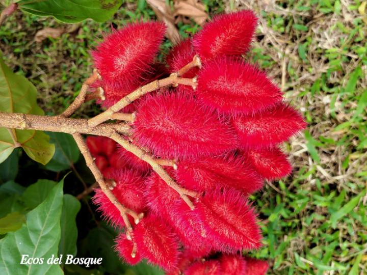 Bixa orellana (Achiote)