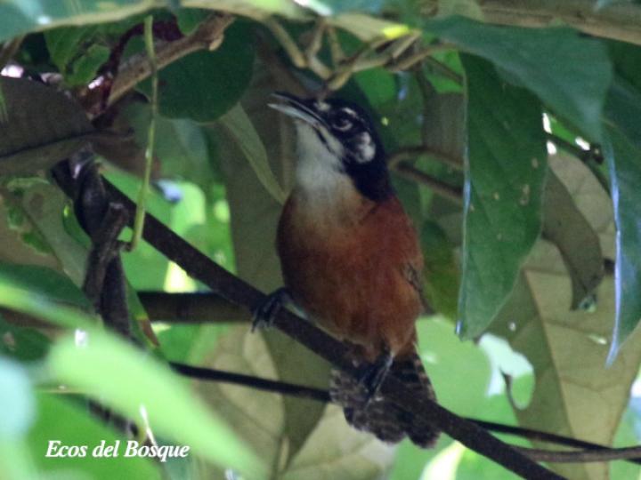 Cantorchilus nigricapillus (Soterrey castaño)
