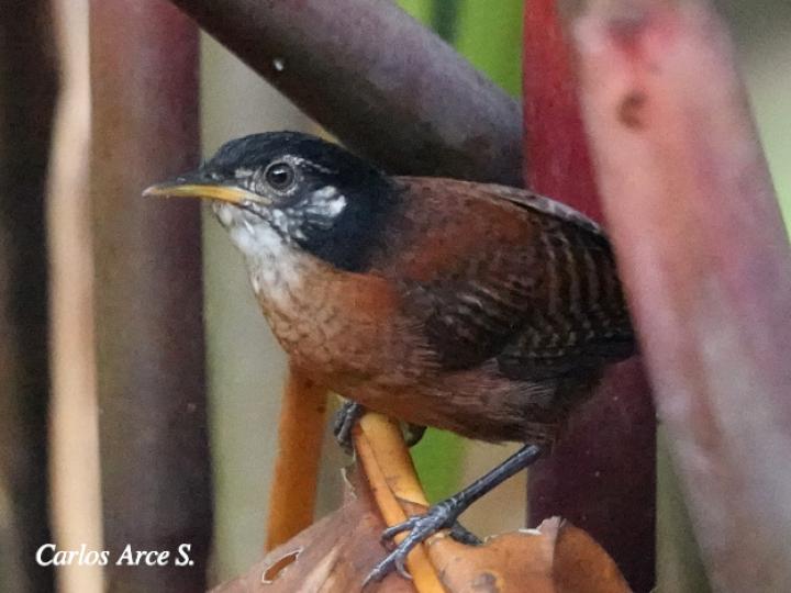 Cantorchilus nigricapillus (Soterrey castaño)