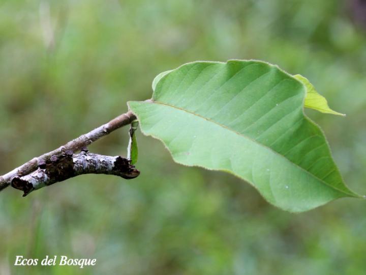 Castilla elastica (Hule)